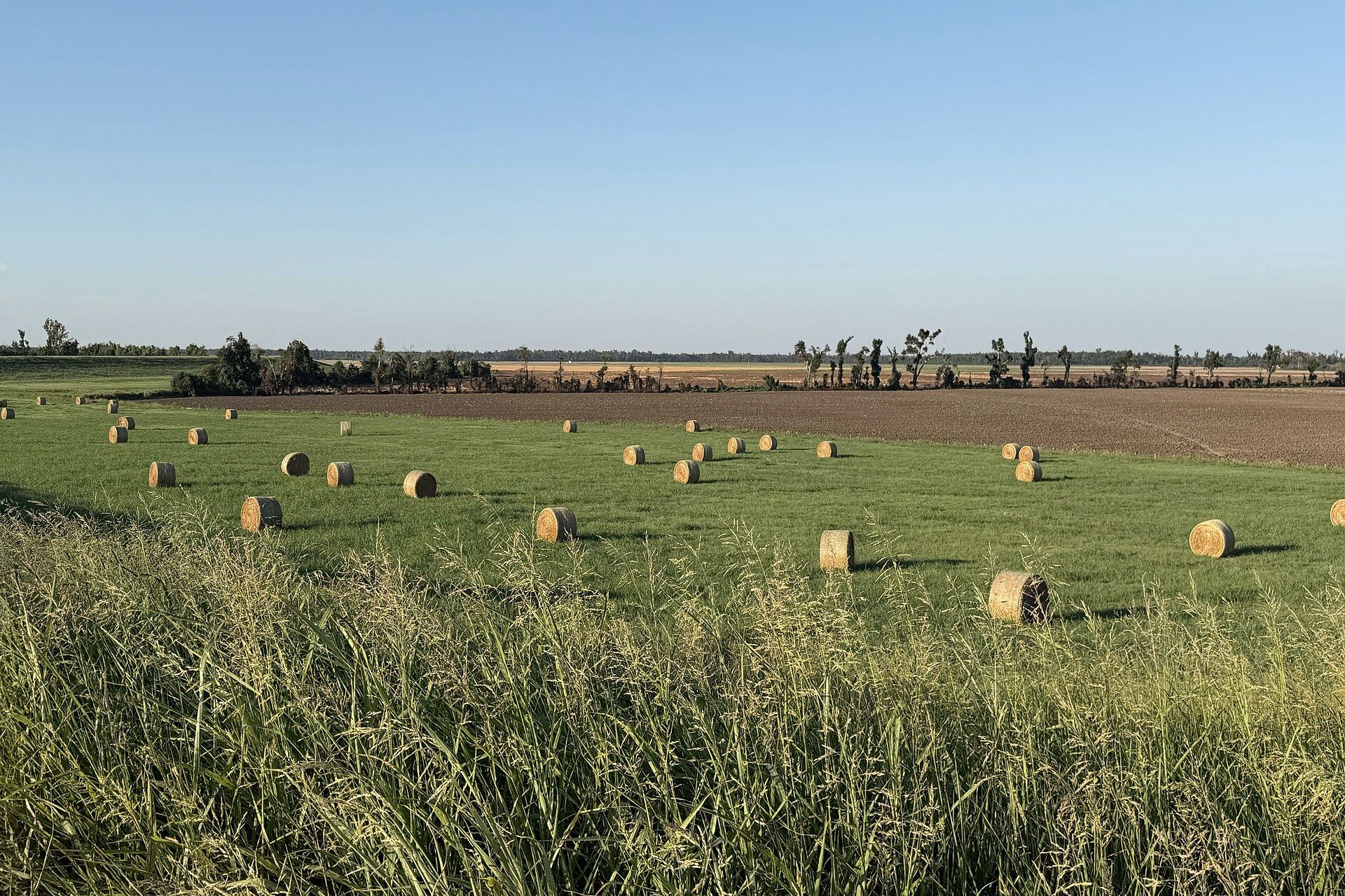 Round hay bales on a Mississippi field