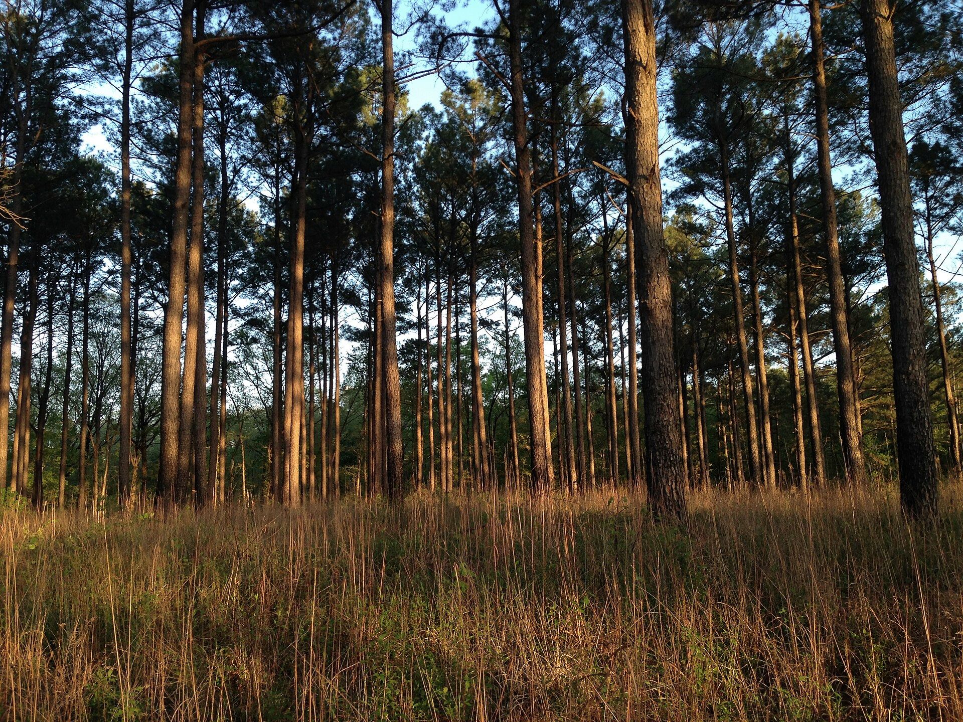Tall pines catching late light in Holly Springs National Forest, North Mississippi